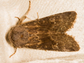 Deep-brown Dart
